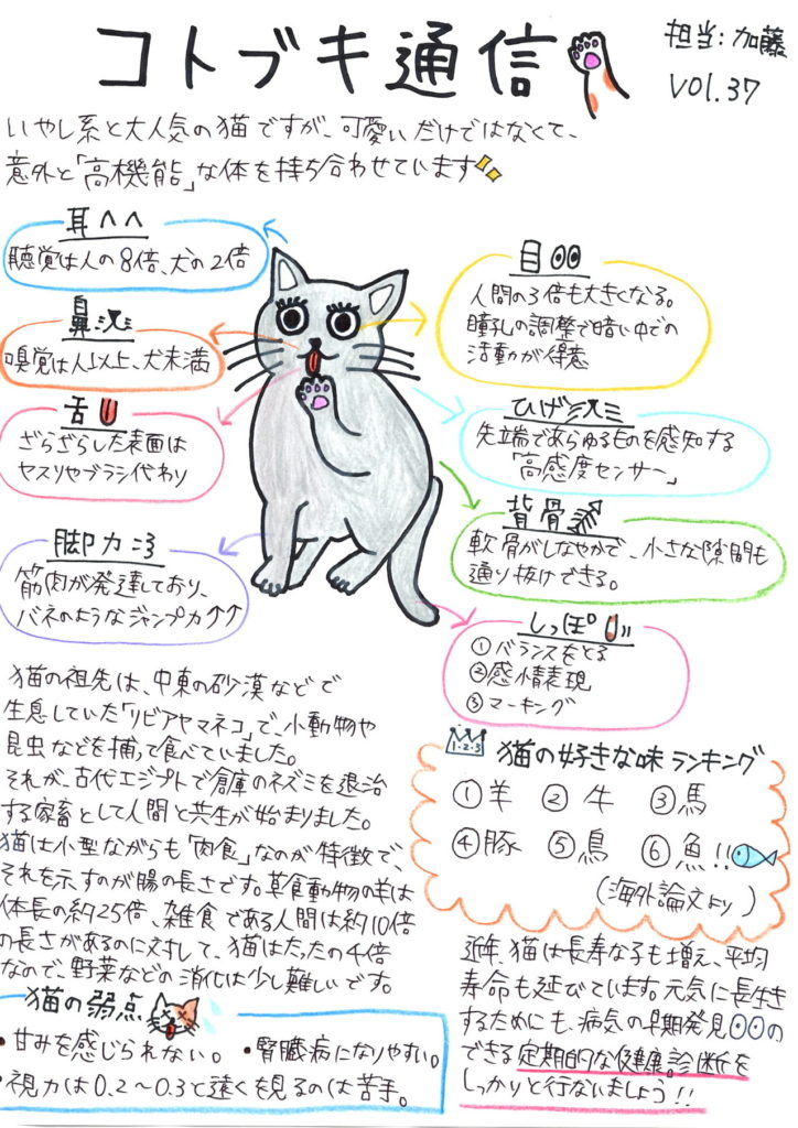 Vol.37 「猫の高機能なからだについてのお話」｜港北区の動物病院なら 